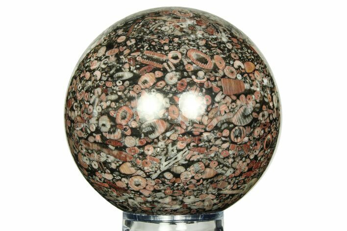 Colorful Fossil Crinoid Stems In Marble Sphere #311571